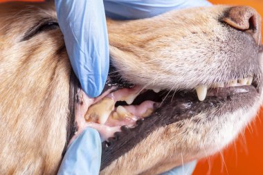 Köpekli Tatar. Doktor köpekteki ağız boşluğunu muayene ediyor.