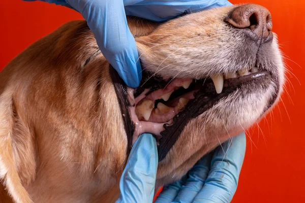 Tartar in dogs. The doctor examines the oral cavity in the dog