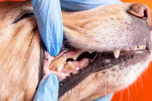Tartar in dogs. The doctor examines the oral cavity in the dog