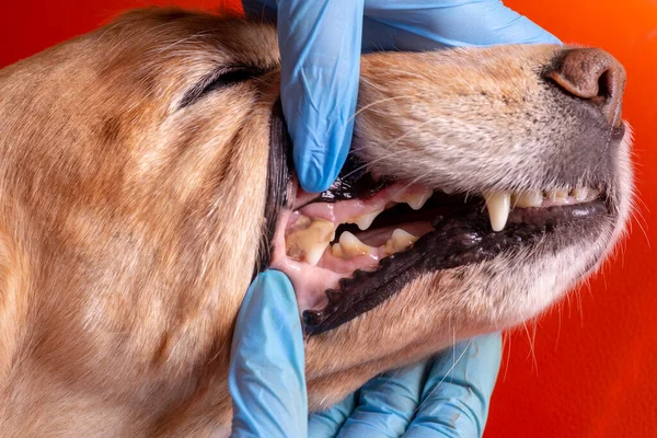 犬のタル 医者は犬の口腔を調べる — ストック写真