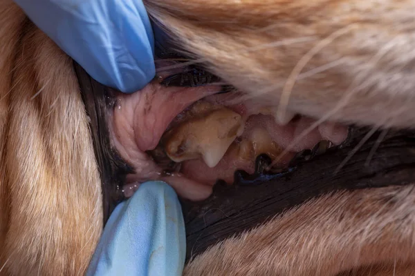 Tartar in dogs. The doctor examines the oral cavity in the dog