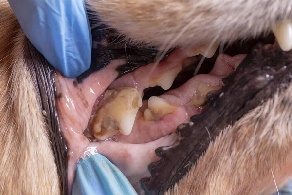 Köpekli Tatar. Doktor köpekteki ağız boşluğunu muayene ediyor.