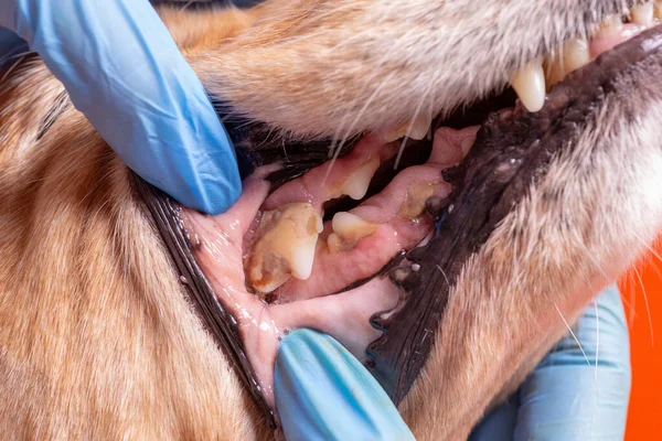 Köpekli Tatar. Doktor köpekteki ağız boşluğunu muayene ediyor.