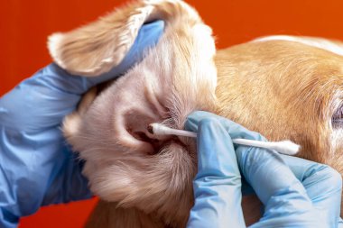 Köpeğin kulaklarını temizliyorum. Doktor köpeğin kulaklarını muayene eder.