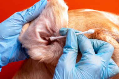 Köpeğin kulaklarını temizliyorum. Doktor köpeğin kulaklarını muayene eder.