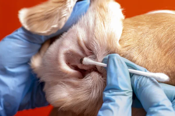 Köpeğin kulaklarını temizliyorum. Doktor köpeğin kulaklarını muayene eder.