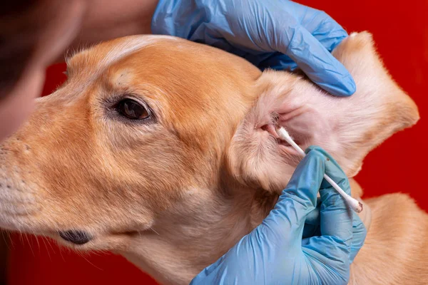 Köpeğin kulaklarını temizliyorum. Doktor köpeğin kulaklarını muayene eder.