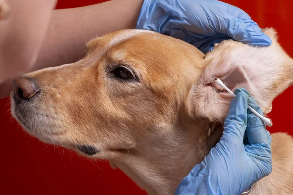 Limpiando Las Orejas Del Perro Médico Examina Las Orejas Del — Foto de Stock