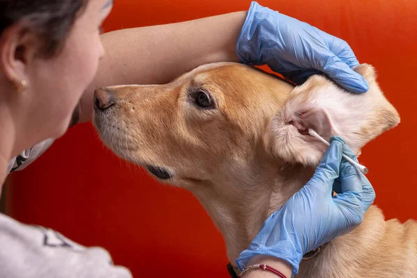 Cleaning the dog\'s ears. The doctor examines the dog\'s ears