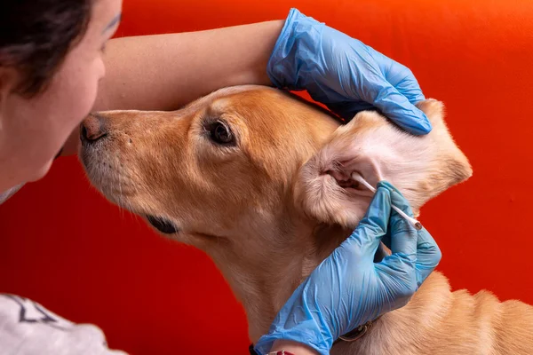 Die Ohren Des Hundes Reinigen Der Arzt Untersucht Die Ohren — Stockfoto