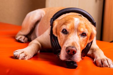 Beave Poltava 'nın devirdiği ağaç