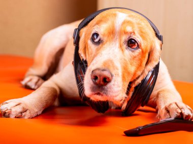 Beave Poltava 'nın devirdiği ağaç