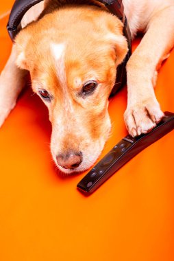 Beave Poltava 'nın devirdiği ağaç