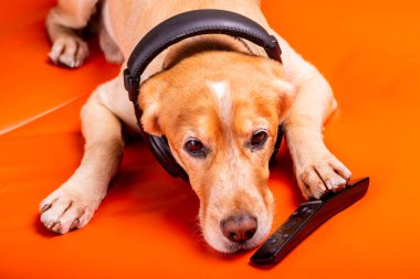 Beave Poltava 'nın devirdiği ağaç