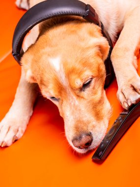 Beave Poltava 'nın devirdiği ağaç