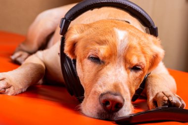 Beave Poltava 'nın devirdiği ağaç