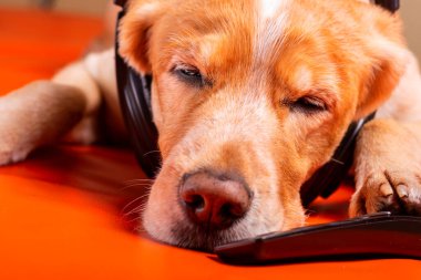 Beave Poltava 'nın devirdiği ağaç