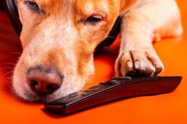 Beave Poltava 'nın devirdiği ağaç