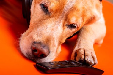 Beave Poltava 'nın devirdiği ağaç