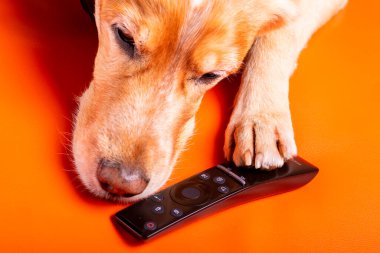 Beave Poltava 'nın devirdiği ağaç