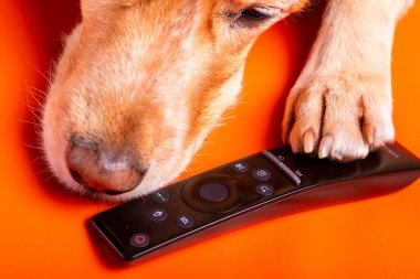 Beave Poltava 'nın devirdiği ağaç