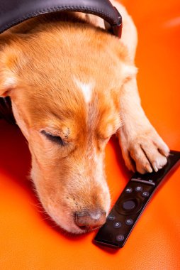 Beave Poltava 'nın devirdiği ağaç