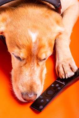 Beave Poltava 'nın devirdiği ağaç