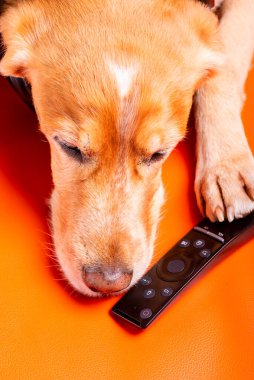 Beave Poltava 'nın devirdiği ağaç