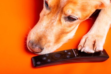 Beave Poltava 'nın devirdiği ağaç