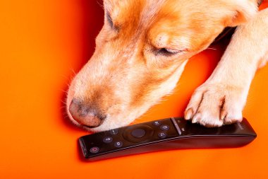 Beave Poltava 'nın devirdiği ağaç