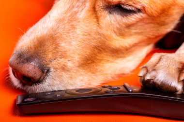 Beave Poltava 'nın devirdiği ağaç