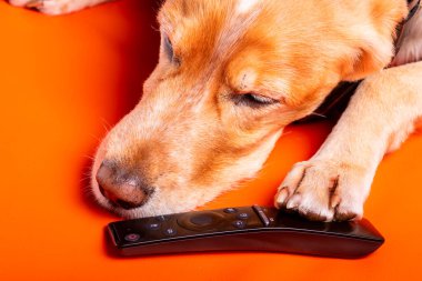 Beave Poltava 'nın devirdiği ağaç