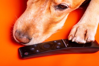 Beave Poltava 'nın devirdiği ağaç