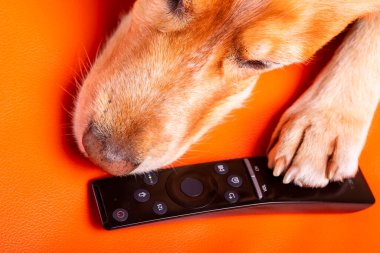 Beave Poltava 'nın devirdiği ağaç