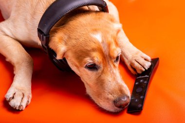 Beave Poltava 'nın devirdiği ağaç