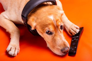 Beave Poltava 'nın devirdiği ağaç