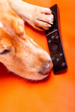 Beave Poltava 'nın devirdiği ağaç