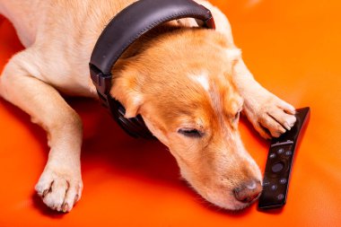 Beave Poltava 'nın devirdiği ağaç