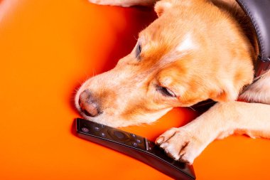 Beave Poltava 'nın devirdiği ağaç