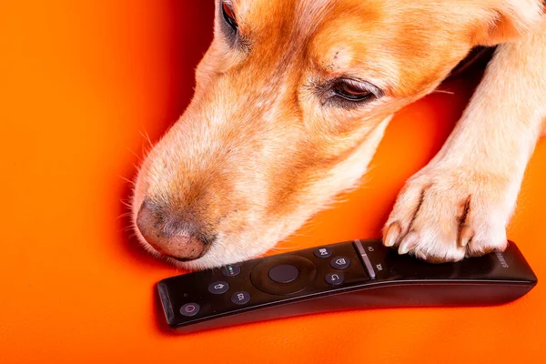 Beave Poltava 'nın devirdiği ağaç