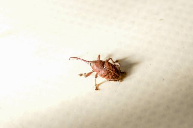 Beave Poltava 'nın devirdiği ağaç