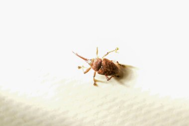 Beave Poltava 'nın devirdiği ağaç