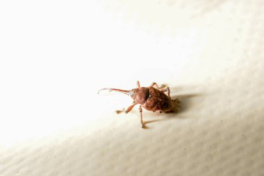 Beave Poltava 'nın devirdiği ağaç