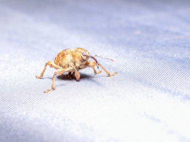 Beave Poltava 'nın devirdiği ağaç