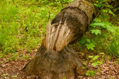 Beave Poltava 'nın devirdiği ağaç