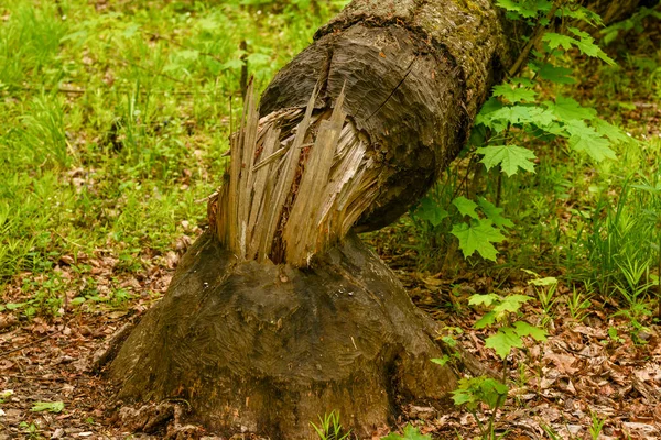 Drzewo Ścięte Przez Beave Połtawa — Zdjęcie stockowe