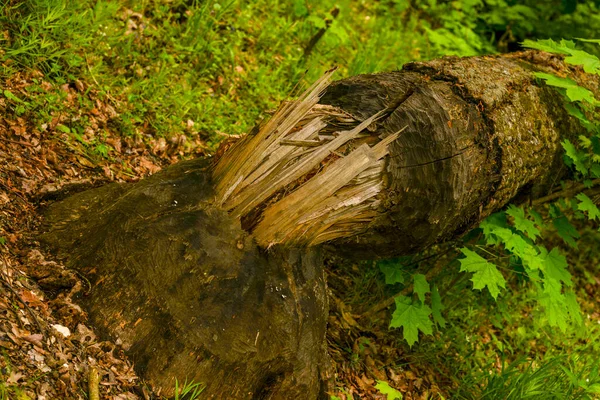 Árbol Talado Por Beave Poltava —  Fotos de Stock