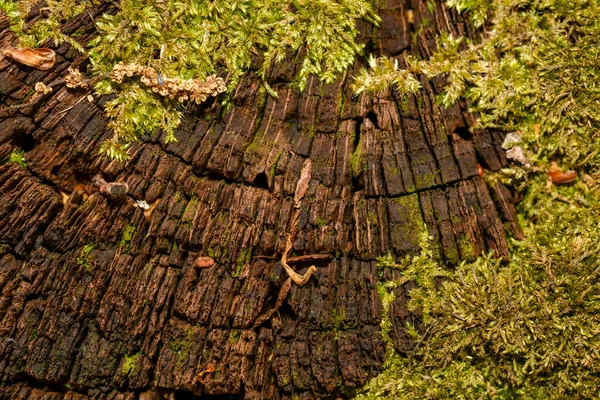 Souche Couverte Mousse Forêt Printanière Ukraine Europe — Photo