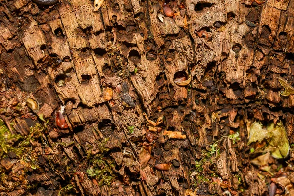 Souche Couverte Mousse Forêt Printanière Ukraine Europe — Photo