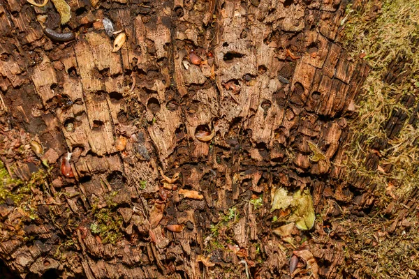 Souche Couverte Mousse Forêt Printanière Ukraine Europe — Photo